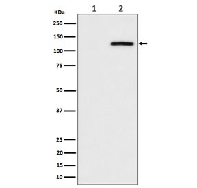 Western blot testing of lysate from human HeLa cells 1) untreated and 2) pervanadate-treated, with Phospho-CBL antibody.