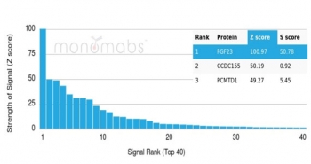 Analysis of a HuProt(TM) microarray containing more than 19,000 full-length human proteins using FGF23 antibody (clone FGF23/6407). Z- and S- Score: The Z-score represents the strength of a signal that a monoclonal antibody (in combination with a fluorescently-tagged anti-IgG secondary antibody) produces when binding to a particular protein on the HuProt(TM) array. Z-scores are described in units of standard deviations (SD's) above the mean value of all signals generated on that array. If targets on HuProt(TM) are arranged in descending order of the Z-score, the S-score is the difference (also in units of SD's) between the Z-score. S-score therefore represents the relative target specificity of a mAb to its intended target. A mAb is considered to specific to its intended target, if the mAb has an S-score of at least 2.5. For example, if a mAb binds to protein X with a Z-score of 43 and to protein Y with a Z-score of 14, then the S-score for the binding of that mAb to protein X is equal to 29.
