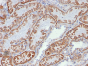 IHC staining of FFPE human kidney tissue with FGF23/6419 at 2ug/ml. HIER: boil tissue sections in pH 9 10mM Tris with 1mM EDTA for 20 min and allow to cool before testing.