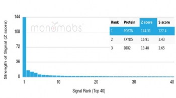 Analysis of a HuProt(TM) microarray containing more than 19,000 full-length human proteins using Periostin antibody (clone POSTN/3502). Z- and S- Score: The Z-score represents the strength of a signal that a monoclonal antibody (in combination with a fluorescently-tagged anti-IgG secondary antibody) produces when binding to a particular protein on the HuProt(TM) array. Z-scores are described in units of standard deviations (SD's) above the mean value of all signals generated on that array. If targets on HuProt(TM) are arranged in descending order of the Z-score, the S-score is the difference (also in units of SD's) between the Z-score. S-score therefore represents the relative target specificity of a mAb to its intended target. A mAb is considered to specific to its intended target, if the mAb has an S-score of at least 2.5. For example, if a mAb binds to protein X with a Z-score of 43 and to protein Y with a Z-score of 14, then the S-score for the binding of that mAb to protein X is equal to 29.