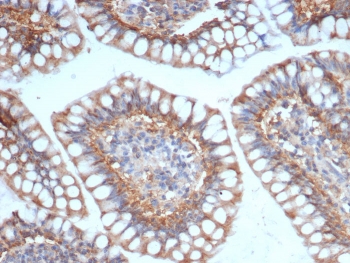 IHC staining of FFPE human small intestine tissue with SIGLEC10 antibody (clone SIGLEC10/7583). HIER: boil tissue sections in pH 9 10mM Tris with 1mM EDTA for 20 min and allow to cool before testing.