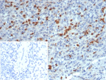 IHC staining of FFPE human spleen tissue with S100A13 antibody (clone S100A13/7483). Inset: PBS used in place of primary Ab (secondary Ab negative control). HIER: boil tissue sections in pH 9 10mM Tris with 1mM EDTA for 20 min and allow to cool before testing.