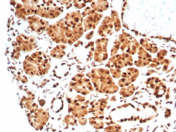 IHC staining of FFPE human salivary gland tissue with Heat shock 70 kDa protein 1B antibody (clone HSPA1B/7628). HIER: boil tissue sections in pH 9 10mM Tris with 1mM EDTA for 20 min and allow to cool before testing.