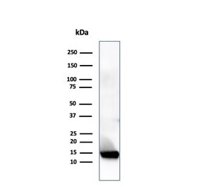 Western blot analysis of human heart tissue lysate using Resistin antibody (clone RETN/4324). Predicted molecular weight ~11 kDa.